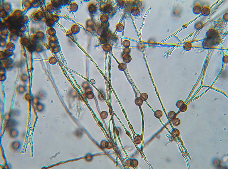 Physarum